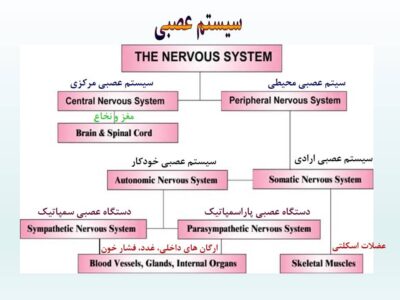 آشنایی با سیستم عصبی